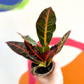Croton - Codiaeum variegatum 'Petra' - British Grown - Sprouts of Bristol