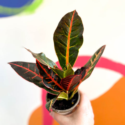 Croton - Codiaeum variegatum 'Petra' - British Grown - Sprouts of Bristol