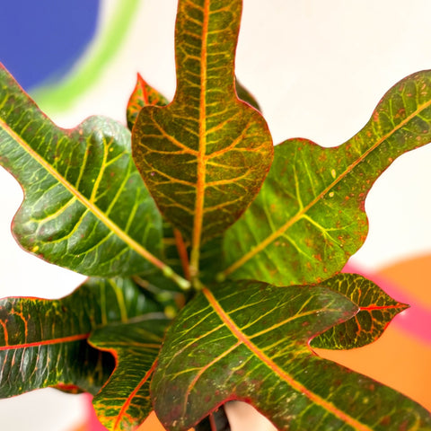Croton - Codiaeum variegatum var. pictum 'Excellent' - Sprouts of Bristol