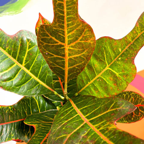 Croton - Codiaeum variegatum var. pictum 'Excellent' - Sprouts of Bristol