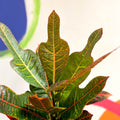 Croton - Codiaeum variegatum var. pictum 'Excellent' - Sprouts of Bristol