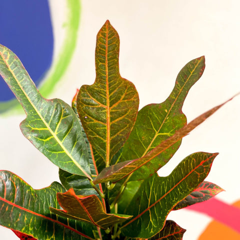 Croton - Codiaeum variegatum var. pictum 'Excellent' - Sprouts of Bristol