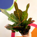 Croton - Codiaeum variegatum var. pictum 'Excellent' - Sprouts of Bristol