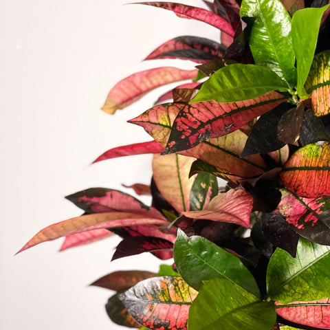 Croton Iceton - Codiaeum 'Iceton' - Sprouts of Bristol