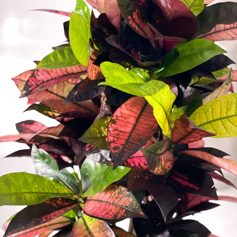 Croton Iceton - Codiaeum 'Iceton' - Sprouts of Bristol