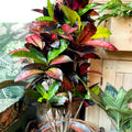 Croton Iceton - Codiaeum 'Iceton' - Sprouts of Bristol