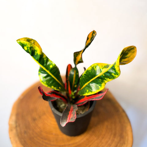 Croton 'Mammy' - Sprouts of Bristol
