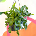 Curly Locks Orchid Cactus - Epiphyllum guatemalense monstruosa - Sprouts of Bristol