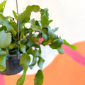 Curly Locks Orchid Cactus - Epiphyllum guatemalense monstruosa - Sprouts of Bristol