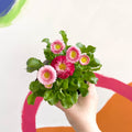 Daisy - Bellis perennis - British Grown - Sprouts of Bristol