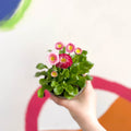 Daisy - Bellis perennis - British Grown - Sprouts of Bristol