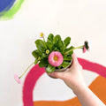 Daisy - Bellis perennis - British Grown - Sprouts of Bristol
