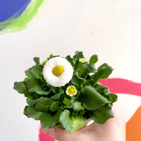 Daisy - Bellis perennis - British Grown - Sprouts of Bristol