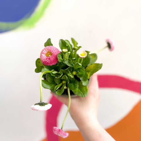 Daisy - Bellis perennis - British Grown - Sprouts of Bristol