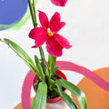 Dancing Lady Orchid - Oncidium 'Cherry Baby' - Sprouts of Bristol