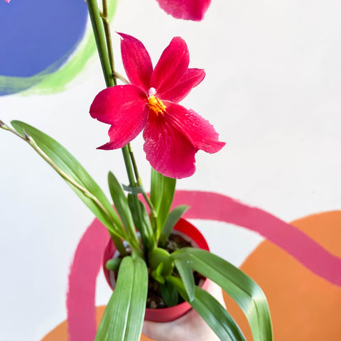 Dancing Lady Orchid - Oncidium 'Cherry Baby' - Sprouts of Bristol
