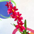 Dancing Lady Orchid - Oncidium 'Cherry Baby' - Sprouts of Bristol