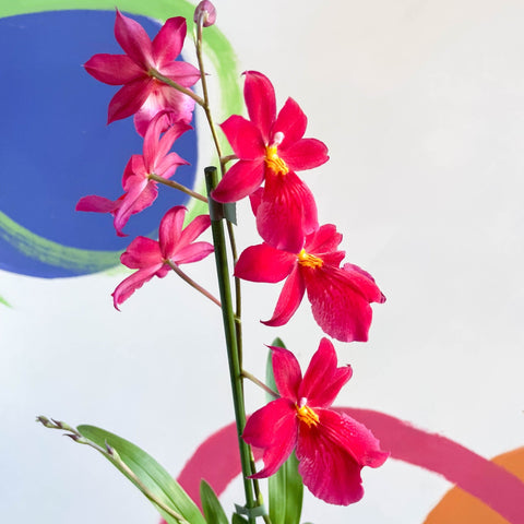 Dancing Lady Orchid - Oncidium 'Cherry Baby' - Sprouts of Bristol