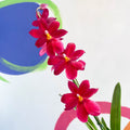 Dancing Lady Orchid - Oncidium 'Cherry Baby' - Sprouts of Bristol