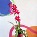 Dancing Lady Orchid - Oncidium 'Cherry Baby' - Sprouts of Bristol