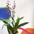 Dancing Lady Orchid - Oncidium 'Sharry Baby' - Sprouts of Bristol