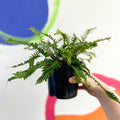 Deer Fern - Blechnum spicant - British Grown - Hardy Evergreen Fern - Sprouts of Bristol