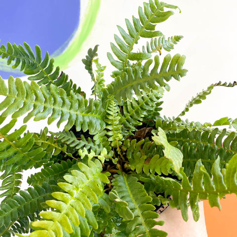 Deer Fern - Blechnum spicant - British Grown - Hardy Evergreen Fern - Sprouts of Bristol