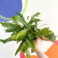 Deer Fern - Blechnum spicant - British Grown - Hardy Evergreen Fern - Sprouts of Bristol