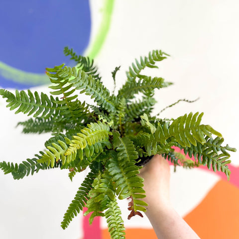 Deer Fern - Blechnum spicant - British Grown - Hardy Evergreen Fern - Sprouts of Bristol