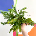 Deer Fern - Blechnum spicant - British Grown - Hardy Evergreen Fern - Sprouts of Bristol