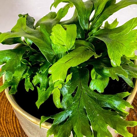 Deer Fern - Pteris - Sprouts of Bristol