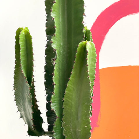 Desert Cactus - Euphorbia erytrea - Sprouts of Bristol