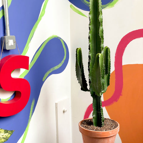 Desert Cactus - Euphorbia erytrea - Sprouts of Bristol
