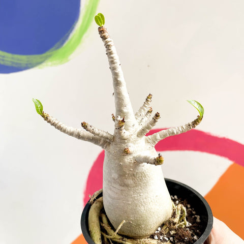 Desert Rose - Adenium obesum 'Baobab' - Sprouts of Bristol