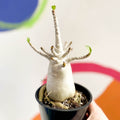Desert Rose - Adenium obesum 'Baobab' - Sprouts of Bristol