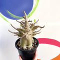 Desert Rose - Adenium obesum 'Baobab' - Sprouts of Bristol