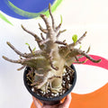 Desert Rose - Adenium obesum 'Baobab' - Sprouts of Bristol