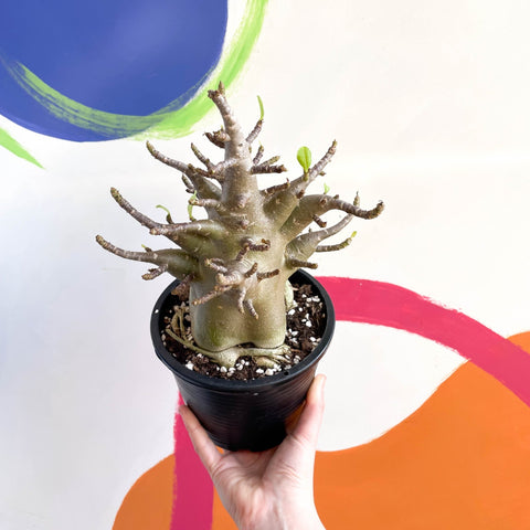 Desert Rose - Adenium obesum 'Baobab' - Sprouts of Bristol