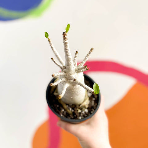 Desert Rose - Adenium obesum 'Baobab' - Sprouts of Bristol