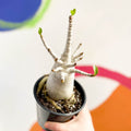 Desert Rose - Adenium obesum 'Baobab' - Sprouts of Bristol