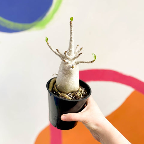Desert Rose - Adenium obesum 'Baobab' - Sprouts of Bristol