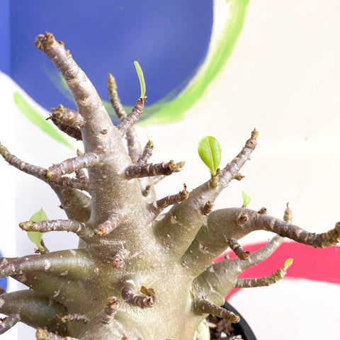 Desert Rose - Adenium obesum 'Baobab' - Sprouts of Bristol