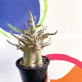 Desert Rose - Adenium obesum 'Baobab' - Sprouts of Bristol