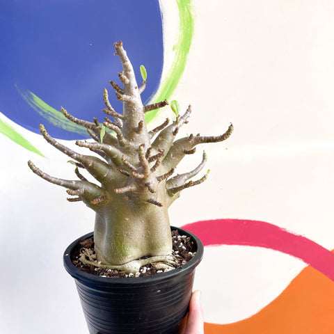Desert Rose - Adenium obesum 'Baobab' - Sprouts of Bristol