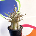 Desert Rose - Adenium obesum 'Baobab' - Sprouts of Bristol