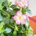 Desert Rose - Adenium obesum 'Pink Star' - Sprouts of Bristol