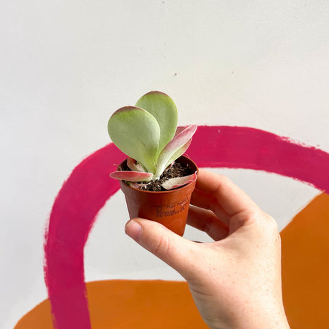 Desert Rose - Kalanchoe thyrsiflora - Sprouts of Bristol
