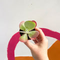 Desert Rose - Kalanchoe thyrsiflora - Sprouts of Bristol