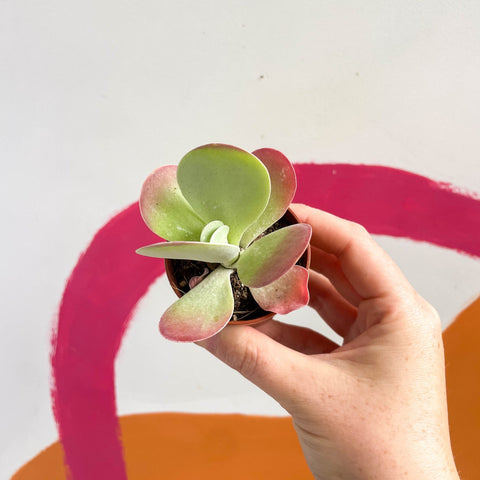 Desert Rose - Kalanchoe thyrsiflora - Sprouts of Bristol