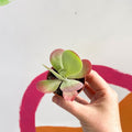 Desert Rose - Kalanchoe thyrsiflora - Sprouts of Bristol